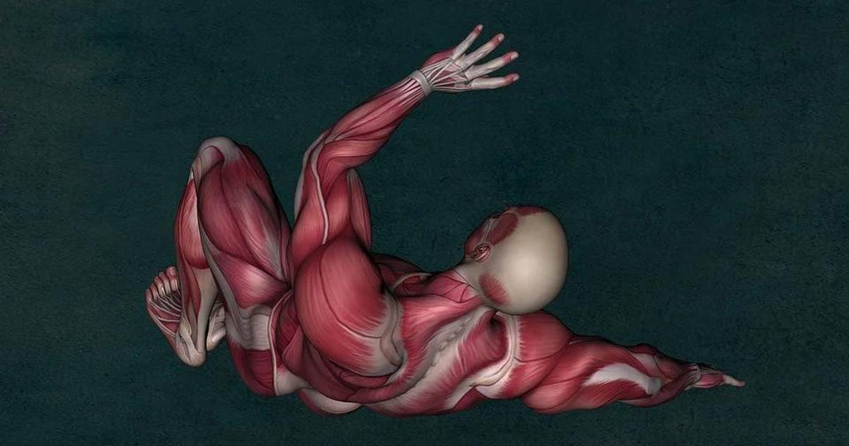 Muscular System: Homeostasis in the Muscular System