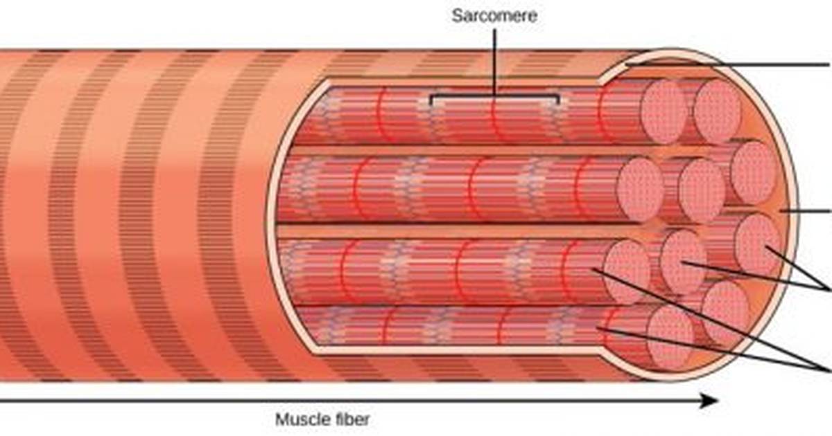 Muscular System: The Sarcomere and Myofilaments
