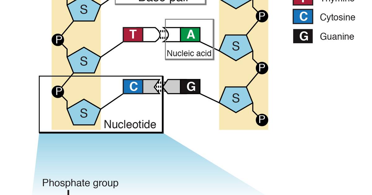 Nucleotide
