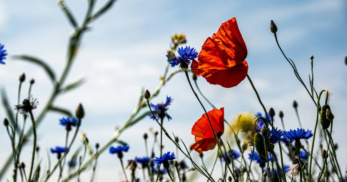 Biodiversity in Practice