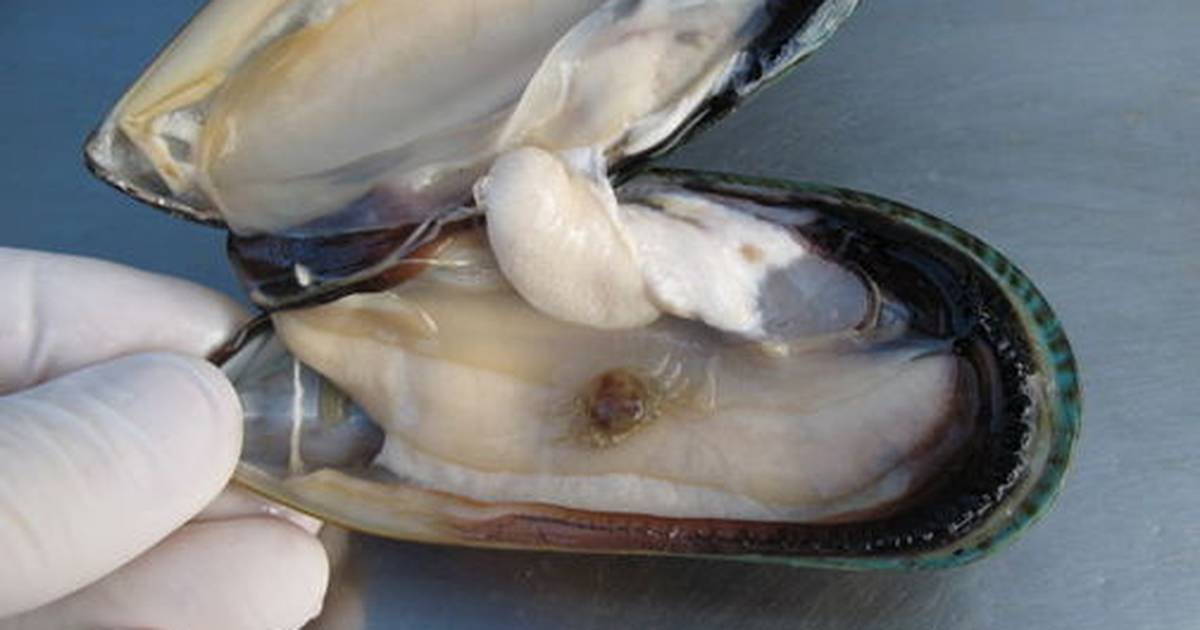 Life of a Pea Crab