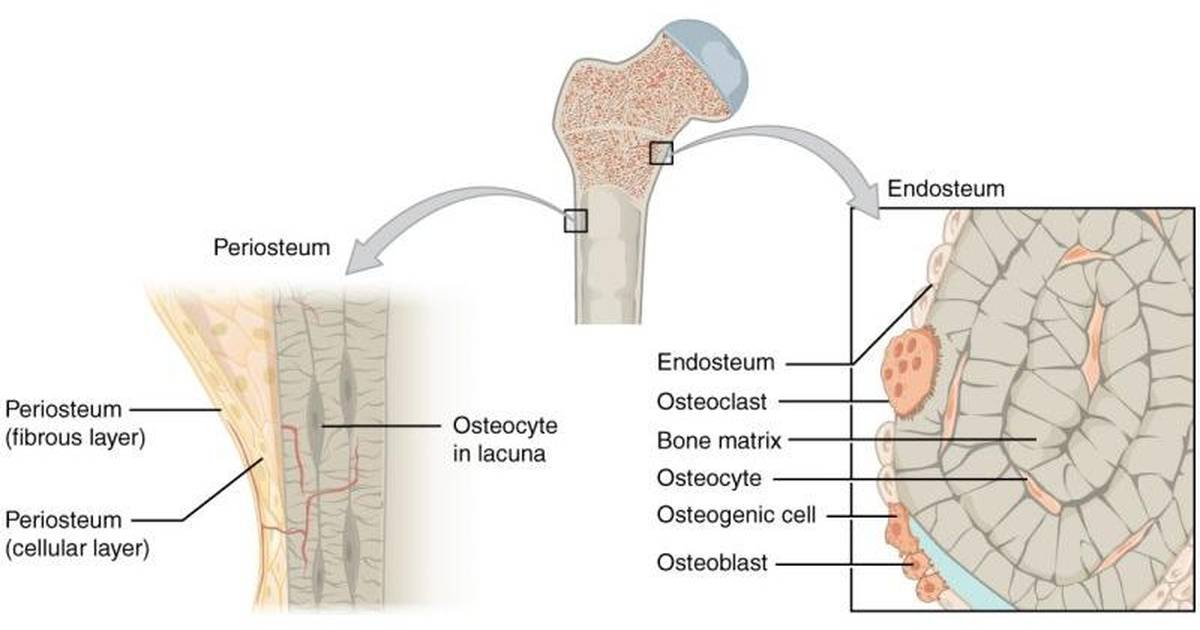 Skeletal System: Structure of Bones