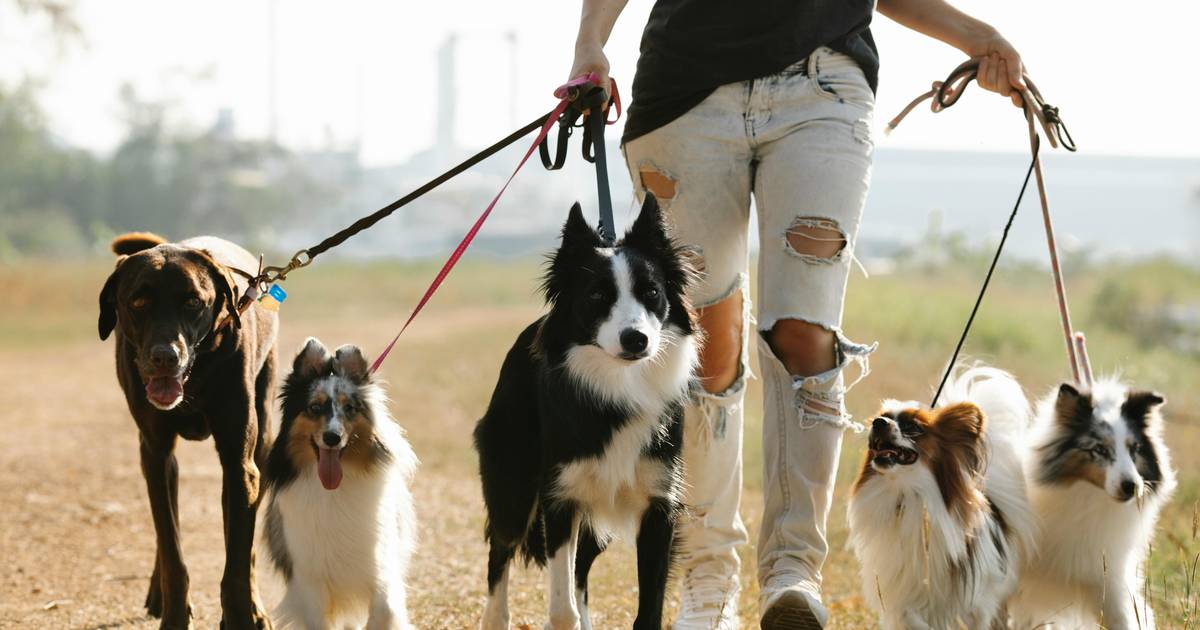 Student Handout: Artificial Selection and the Evolution of Domestic Dogs