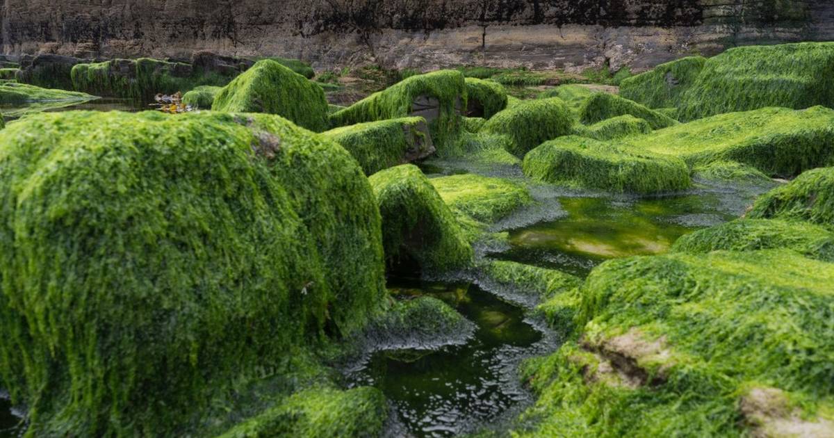 This Algal Bloom Brings a State of Gloom