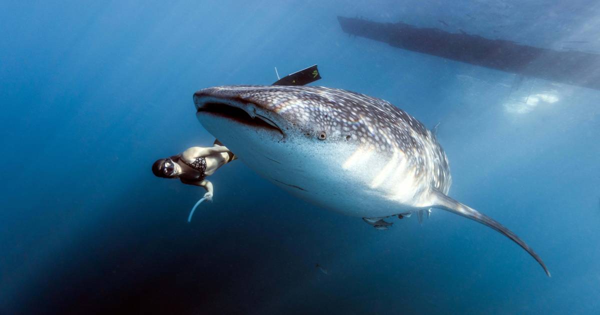Unraveling the History of Sharks