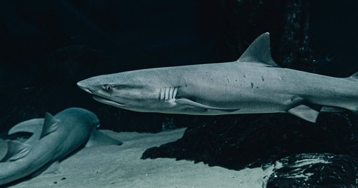 Worksheet: What Makes a Shark a Shark?