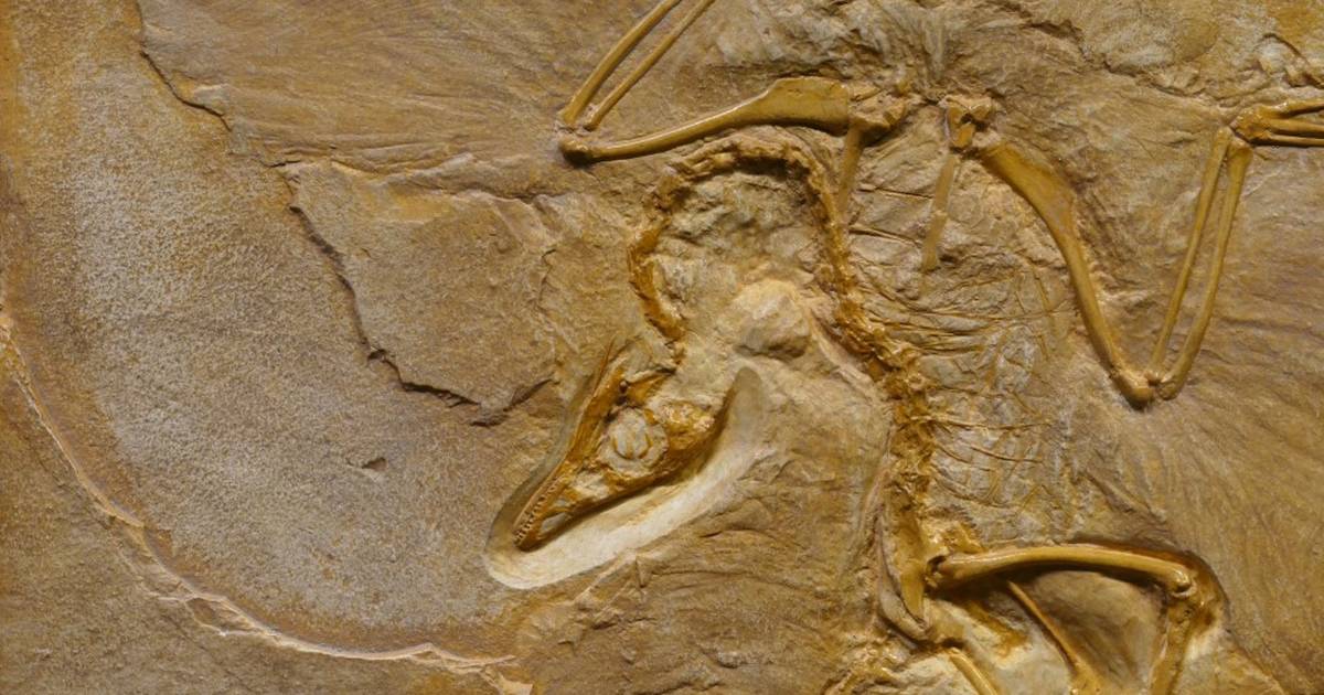 How Did Dr Ashley Heers Become an Evolutionary Biologist?