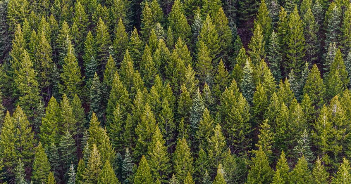 Trees Provide Hope in Slowing the Rate of Climate Change – But They Can’t Do It Alone