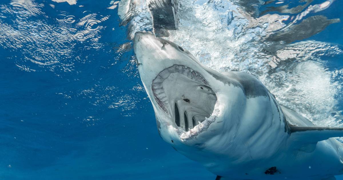 Sharks and Rays