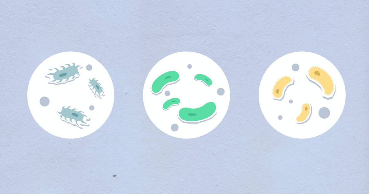 What Is Cytosol? How Is It Different from Cytoplasm?