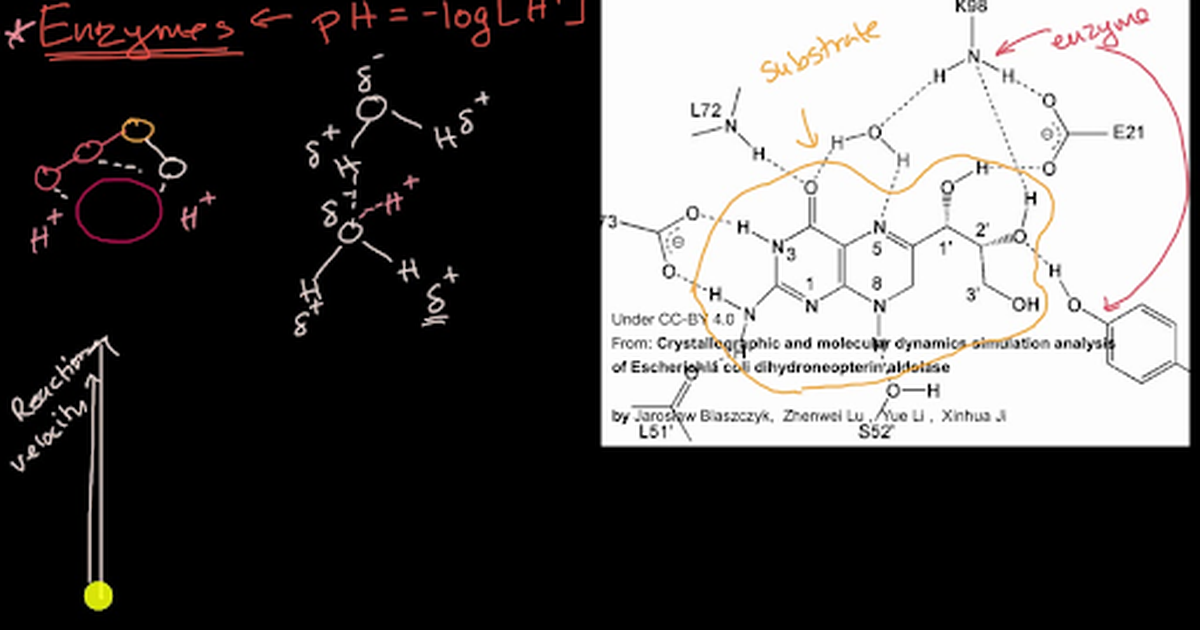 Enzyme Reaction Velocity and pH