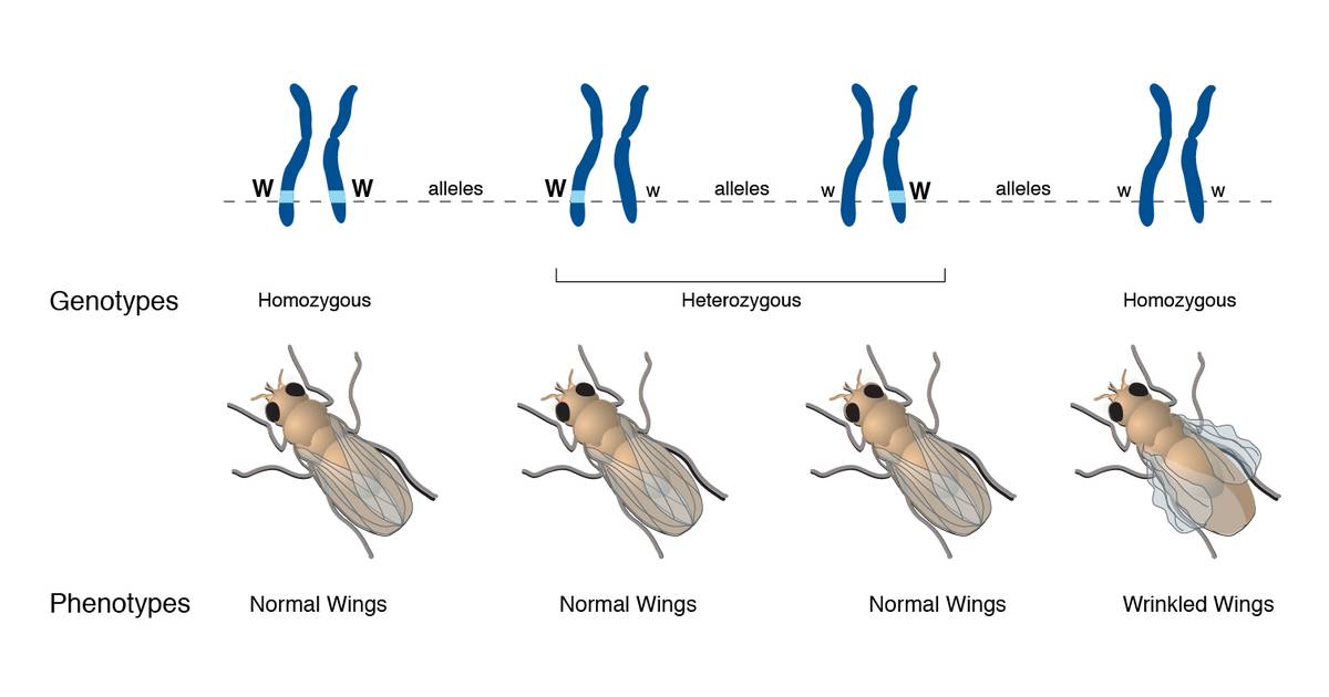 Phenotype and Genotype