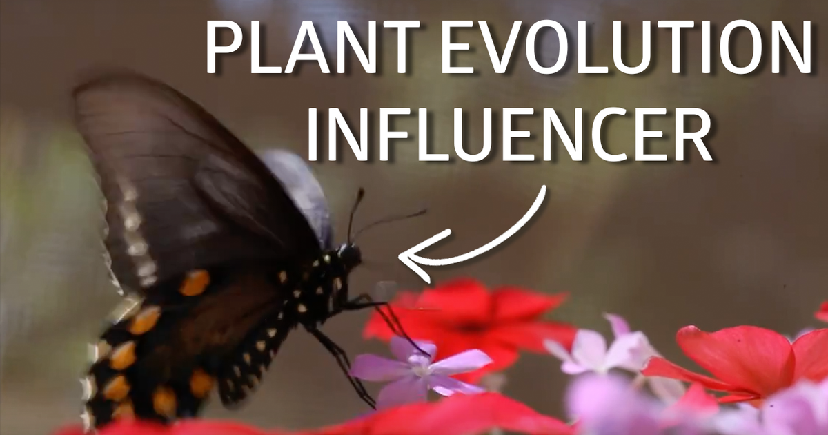 Butterfly Behavior & Plant Evolution!