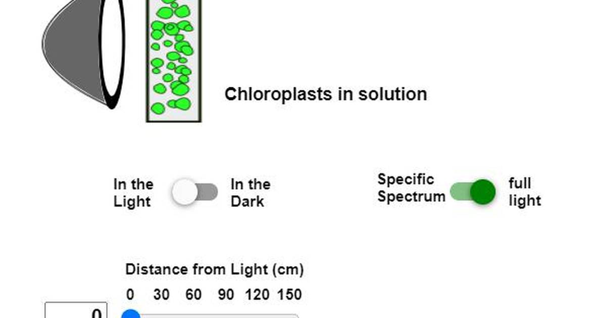 Dynamics of Photosynthesis
