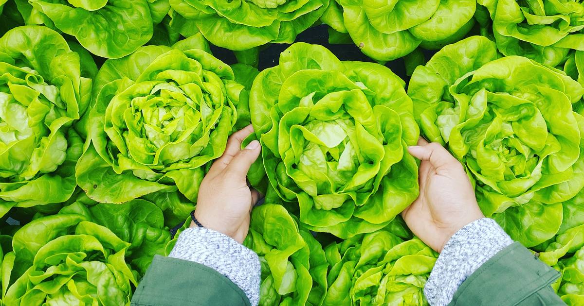 Student Document: Why Does What I Eat Matter?