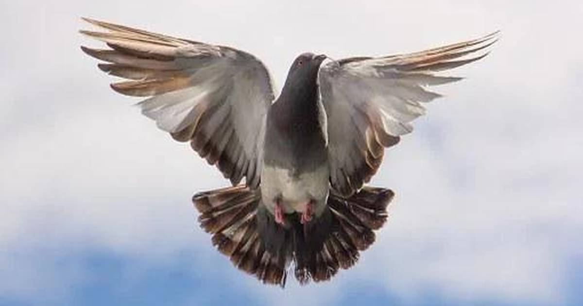 Why Do Birds Have a Core Body Temperature Higher Than Other Animals?