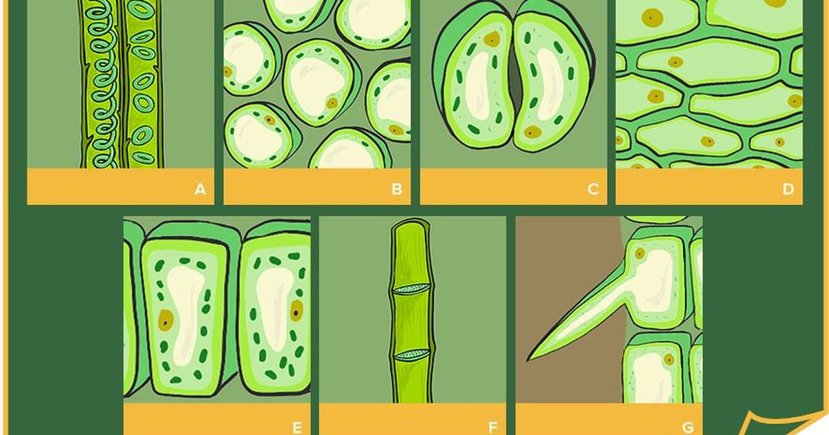Plant Cell Types