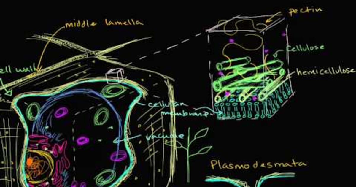 Plant Cell Walls