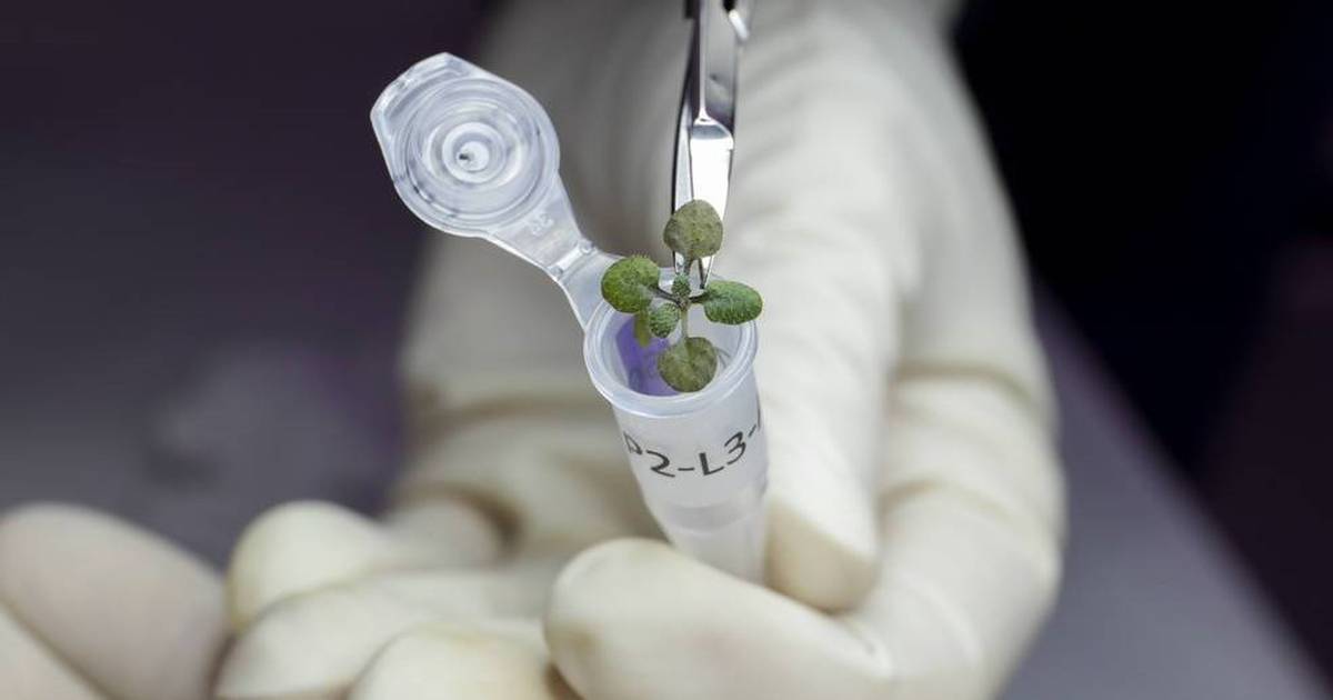 How to Grow Food on the Moon