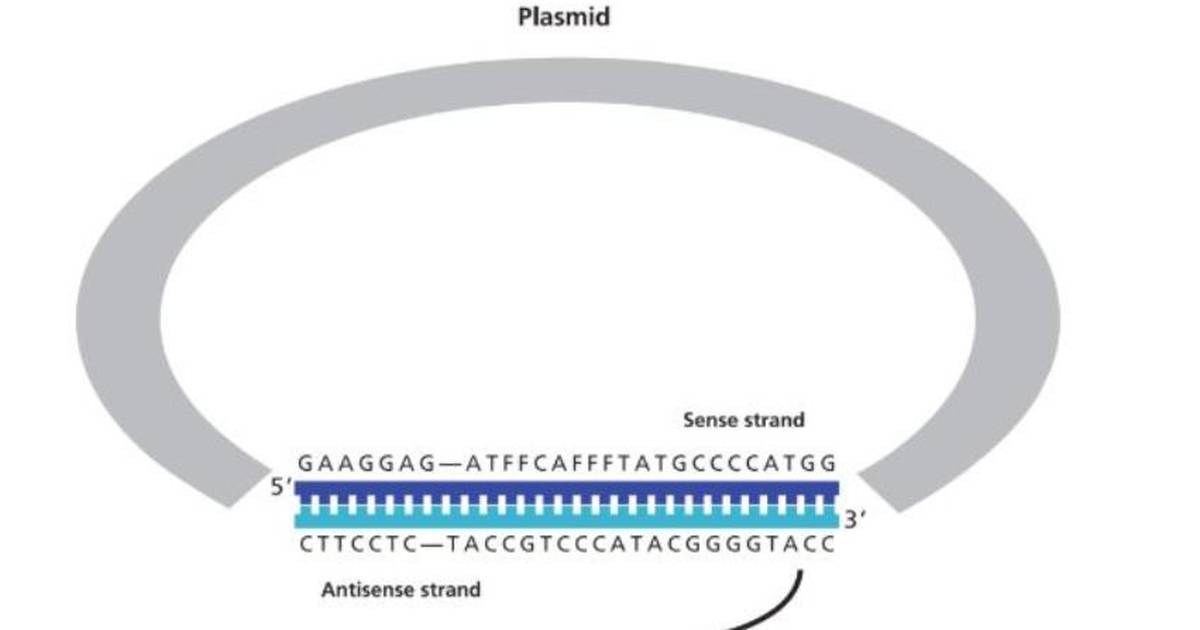 From Plasmid DNA to Protein