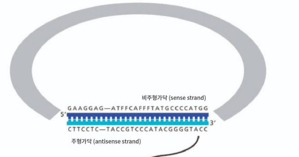 플라스미드 DNA로부터 단백질에게 전달