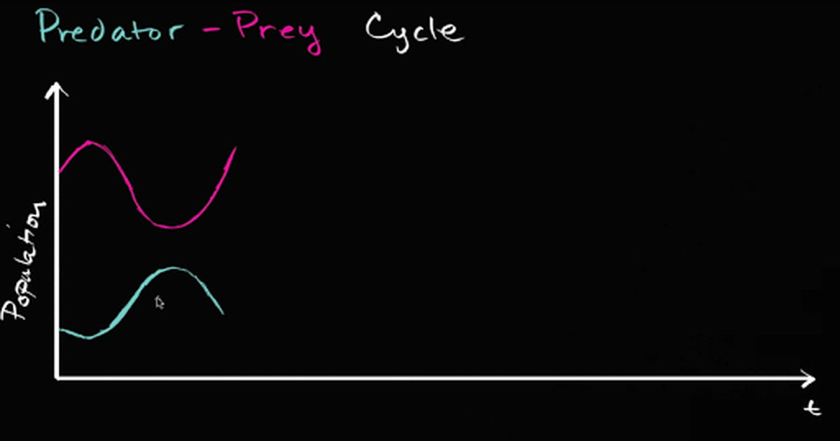 Predator Prey Cycle