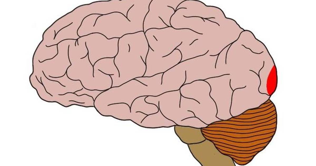 Know your Brain: Primary Visual Cortex