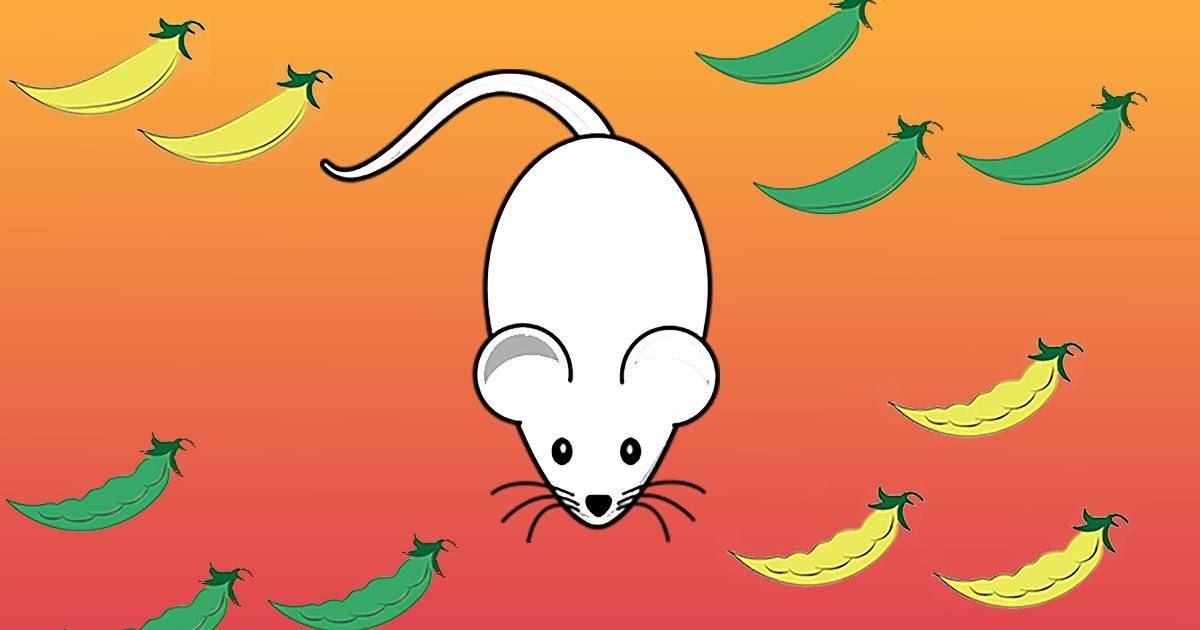 From Sweet Peas to Inbred Mice