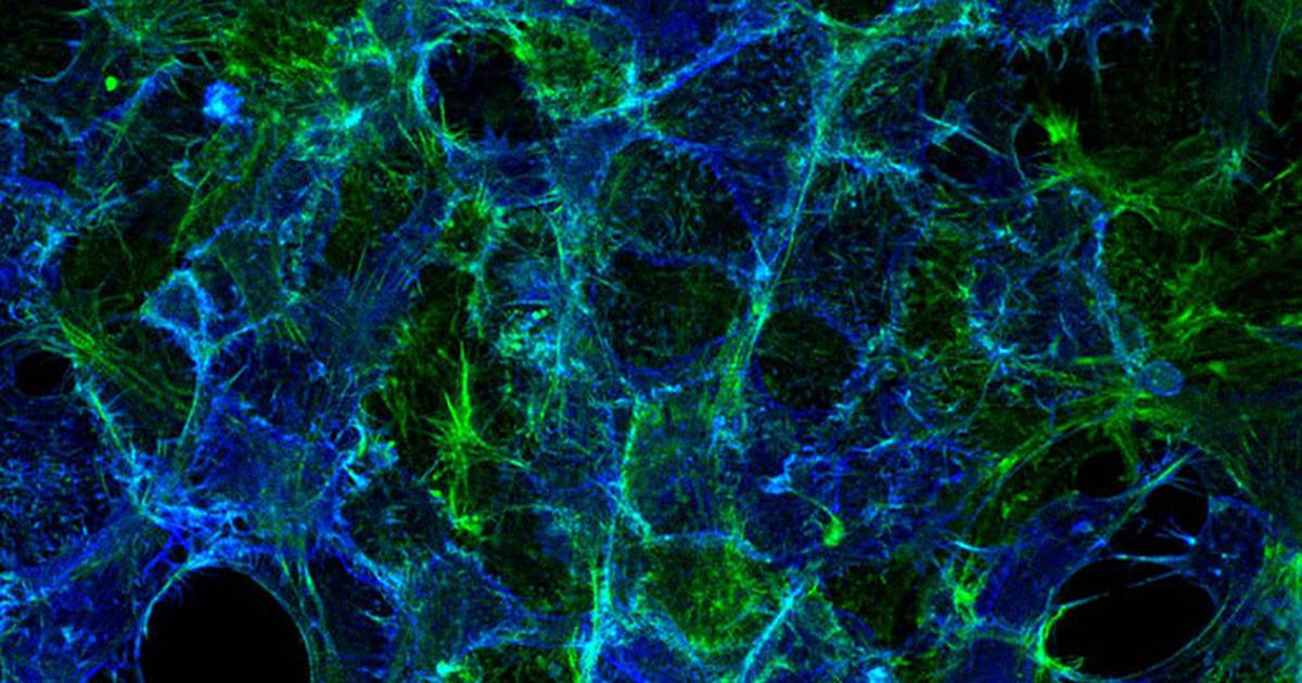 Proteins That Balance Our Moods