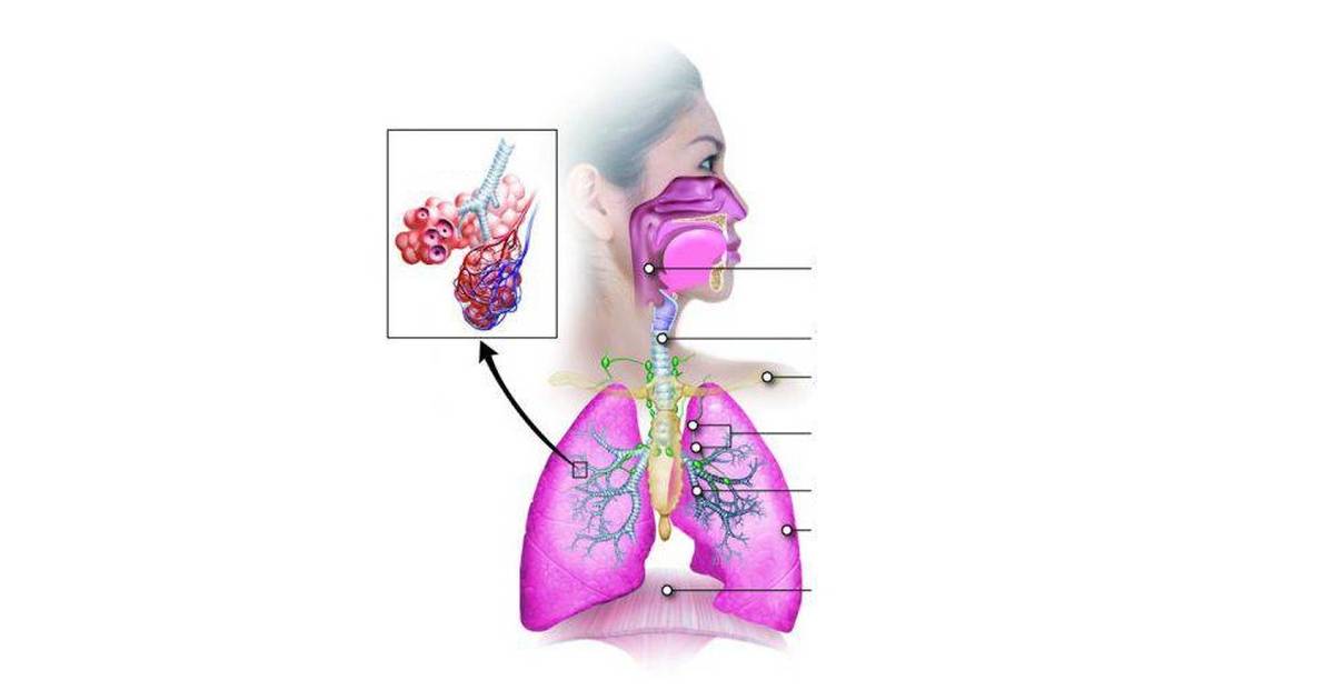Respiratory System: Respiratory Functions