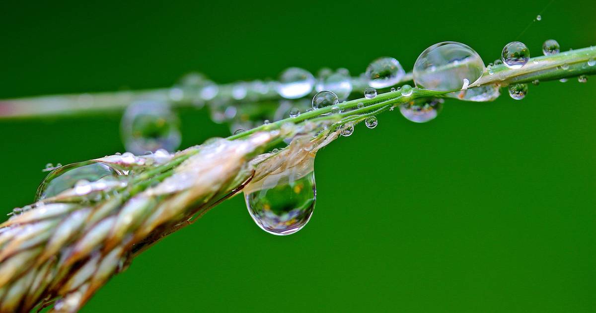 Adhesion and Cohesion of Water
