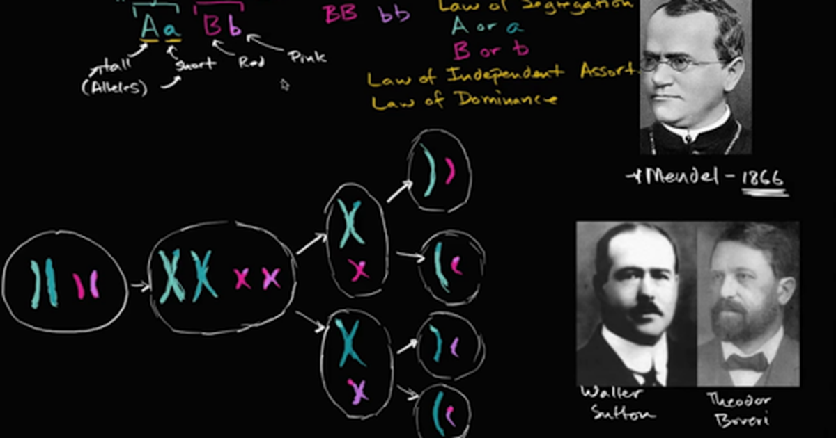 Boveri-Sutton Chromosome Theory