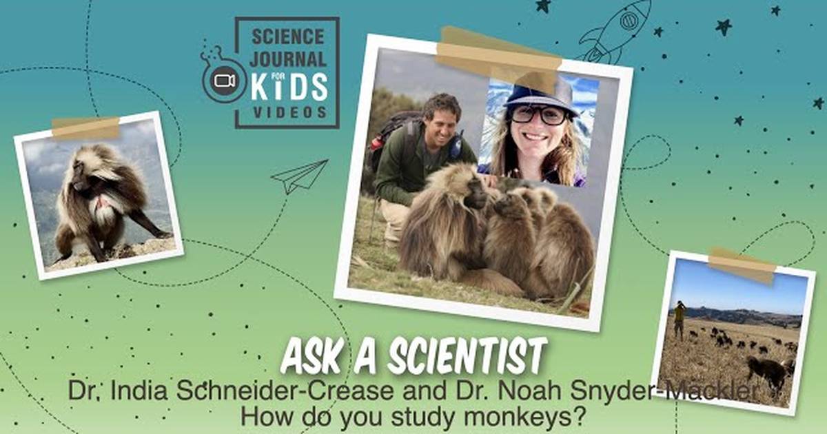 Dr. Schneider-Crease and Dr. Snyder-Mackler - How Do You Study Monkeys in the Wild?