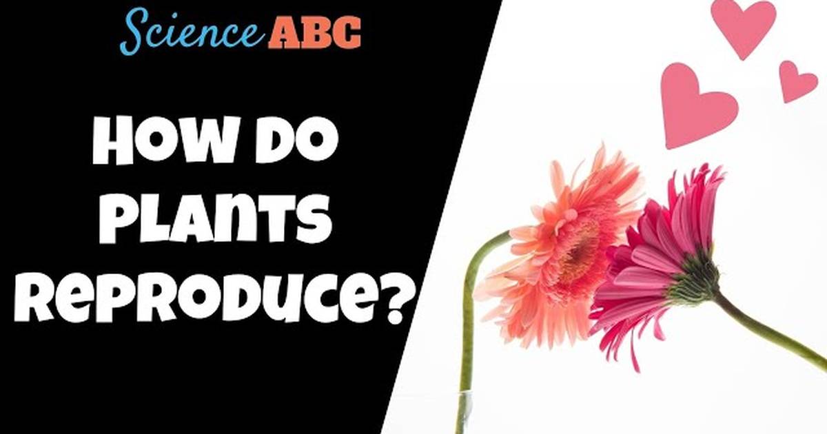 How Do Plants Reproduce?