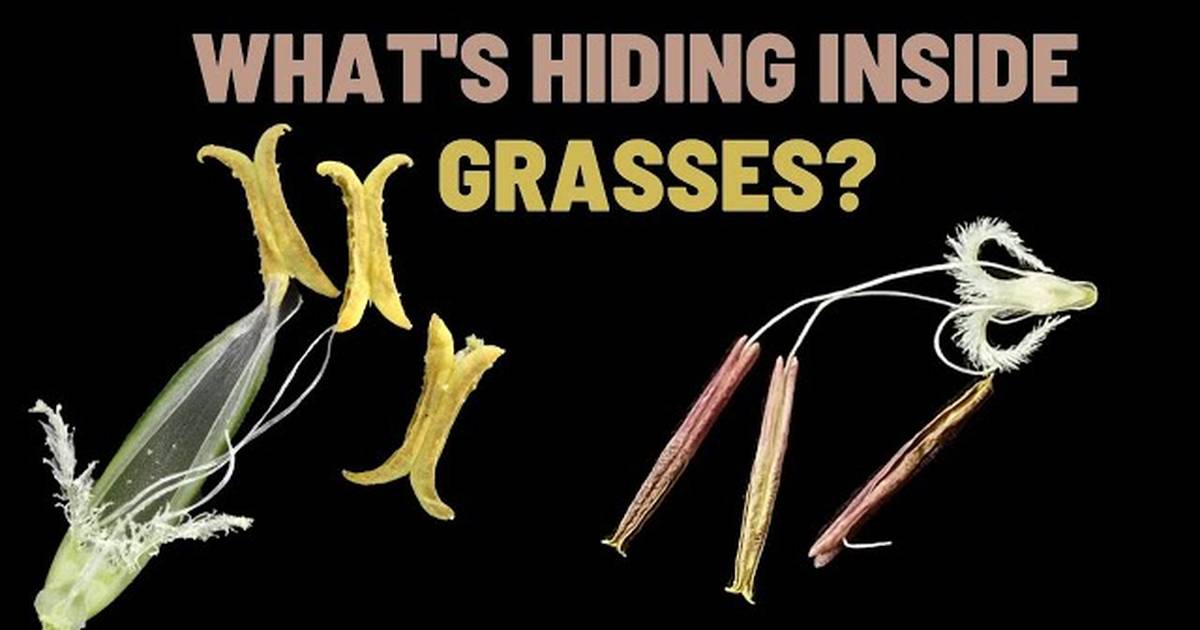 Learn the Structure of Grass Plants (Poaceae): Morphology of Flowering Plants