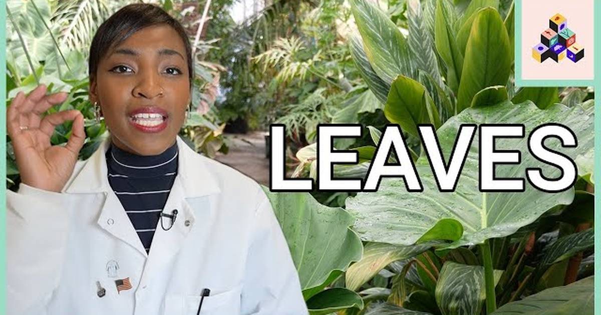 Leaf Anatomy