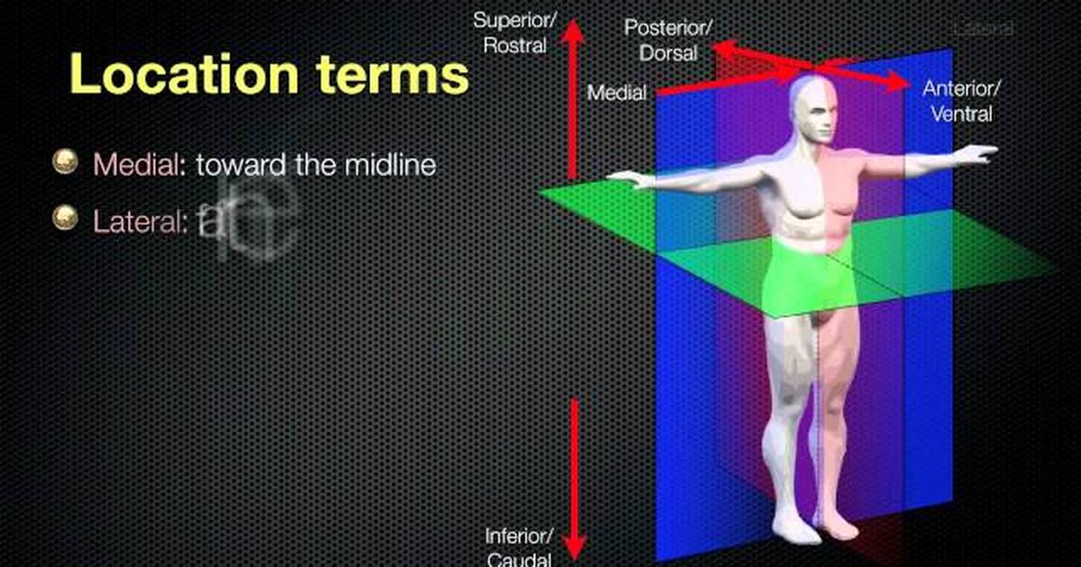 Anatomical Planes and Spatial Relationships in the Human Body