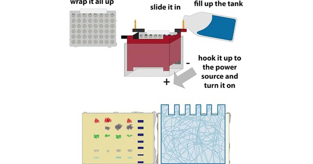 Western Blot Workflow - Theory & Practice