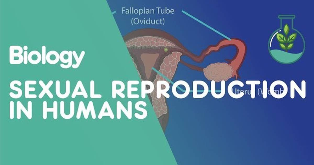 Sexual Reproduction in Humans