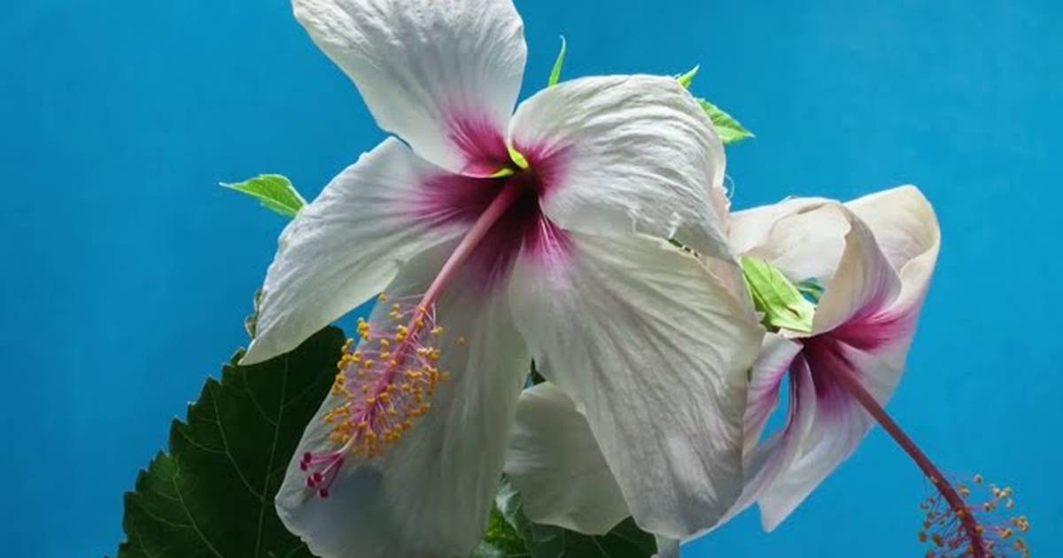 Dissect a Flower
