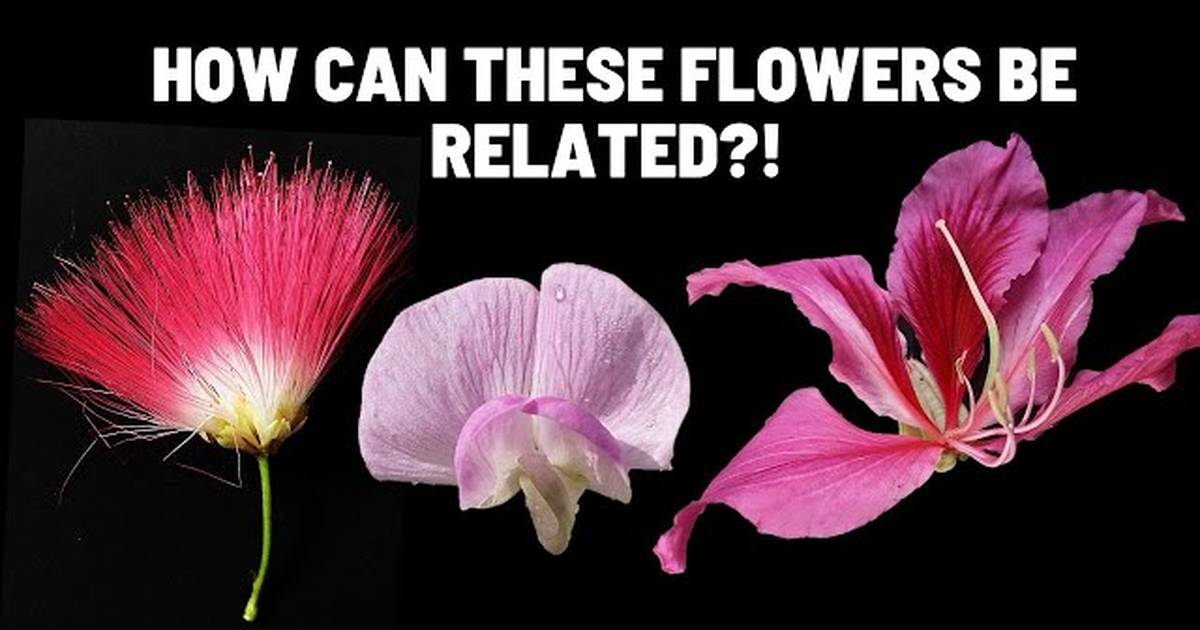 Learn to Identify the Fabaceae Family | Plant Families