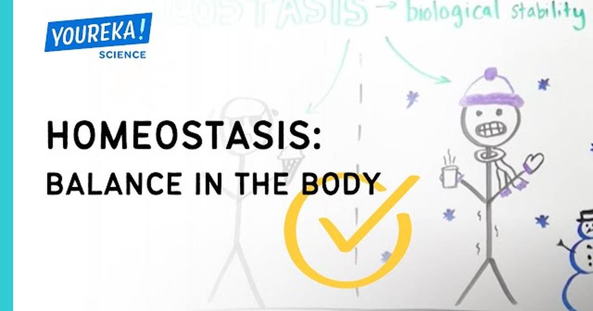 Homeostasis: Balance in the Body