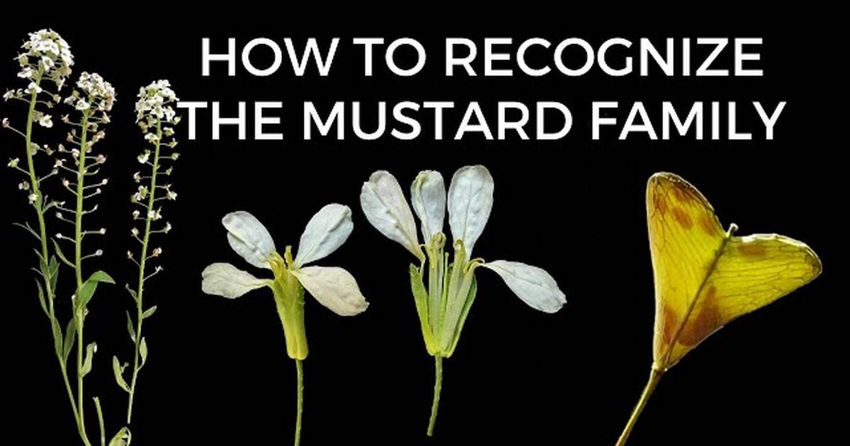 Learn to Identify Plants: Brassicaceae (Mustard Family)