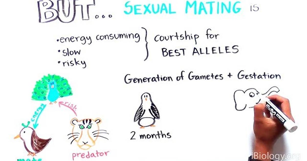 Sexual vs. Asexual Reproduction: How and Why They Evolved?