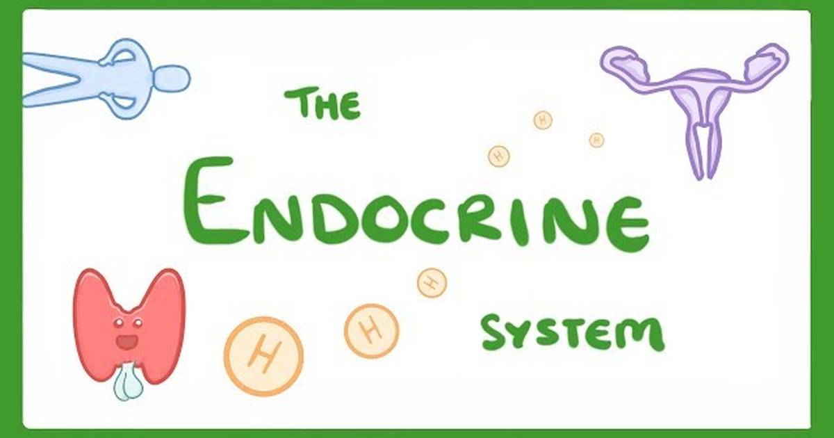 Endocrine System and Hormones