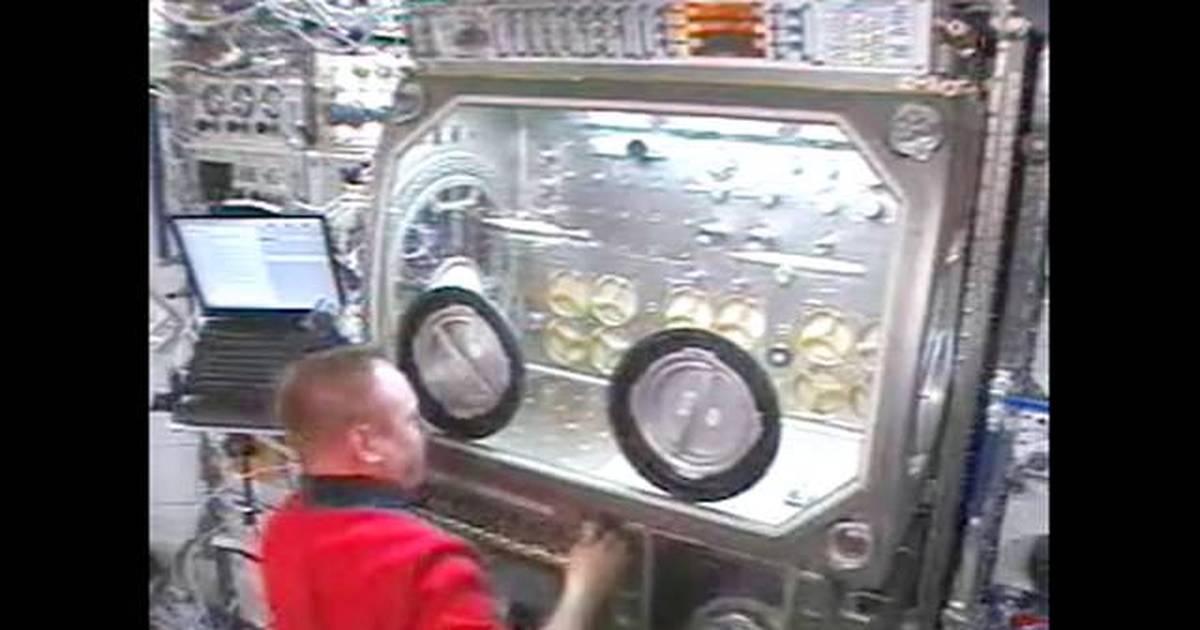 Microgravity Science Glovebox