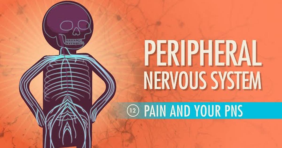 The Peripheral Nervous System