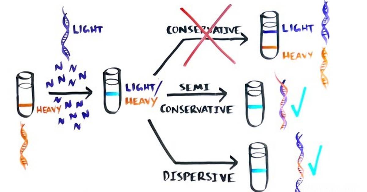 The Most Beautiful Experiment in Biology: Meselson and Stahl, the Semi-Conservative Replication of DNA