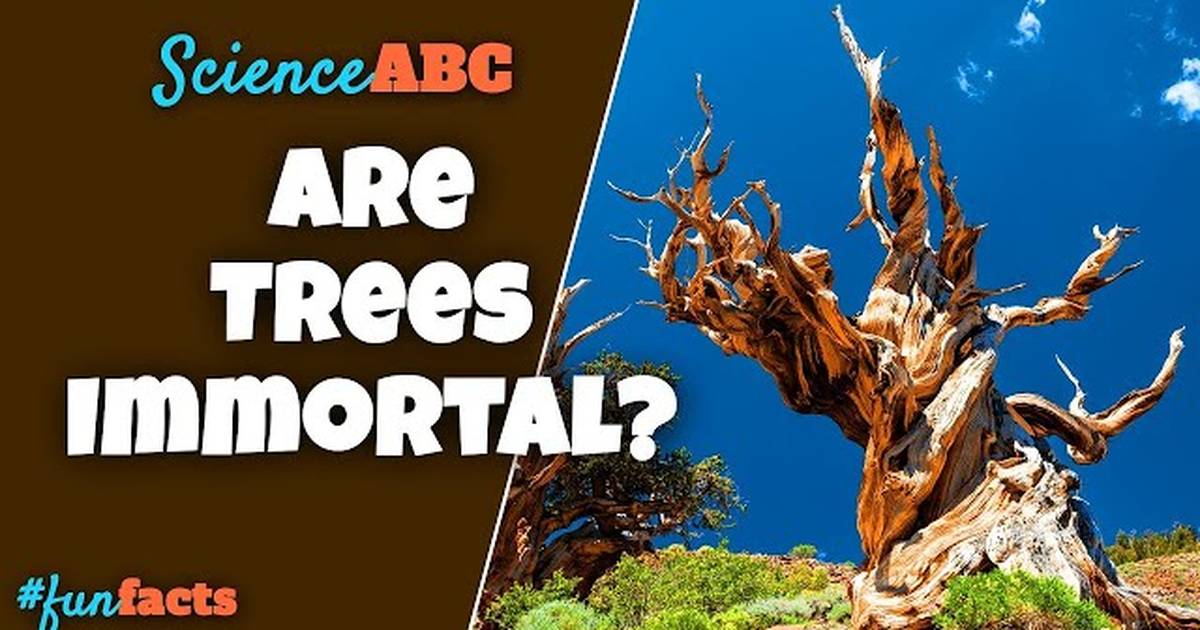 Methuselah: The Oldest Tree in the World | What’s the Mystery of Trees’ Immortality?
