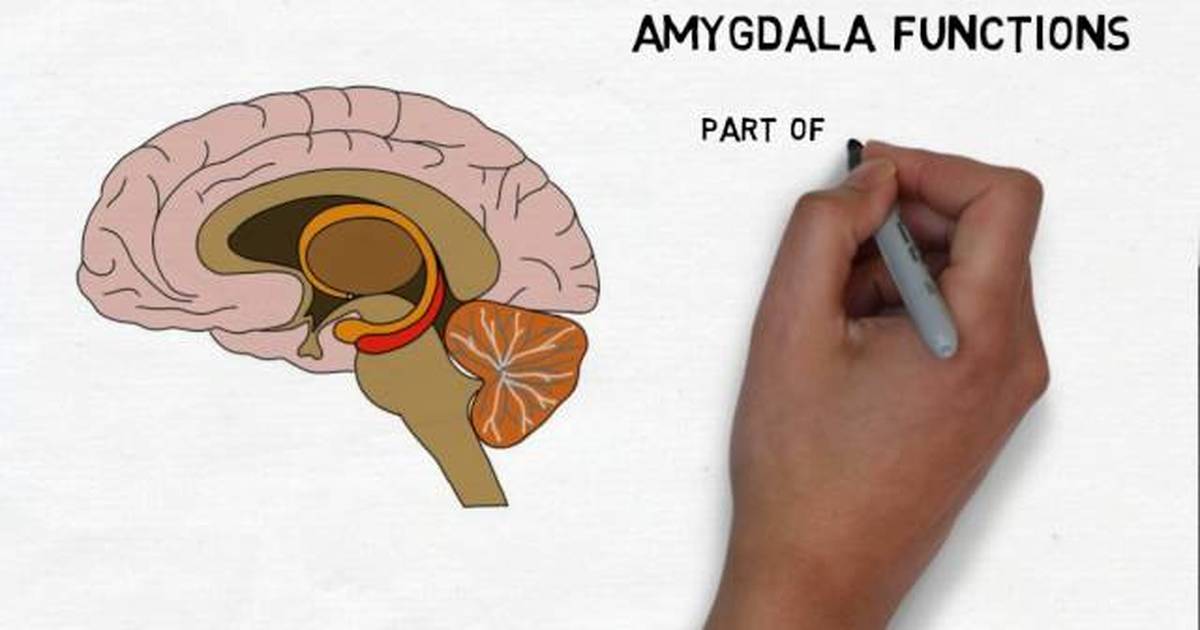 2-Minute Neuroscience: Amygdala